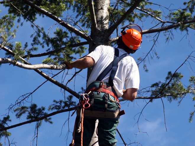 Arborist evaluating tree in Bay Area, San Jose, CA