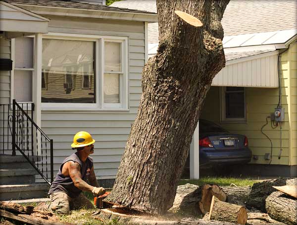 pruning-a-tree