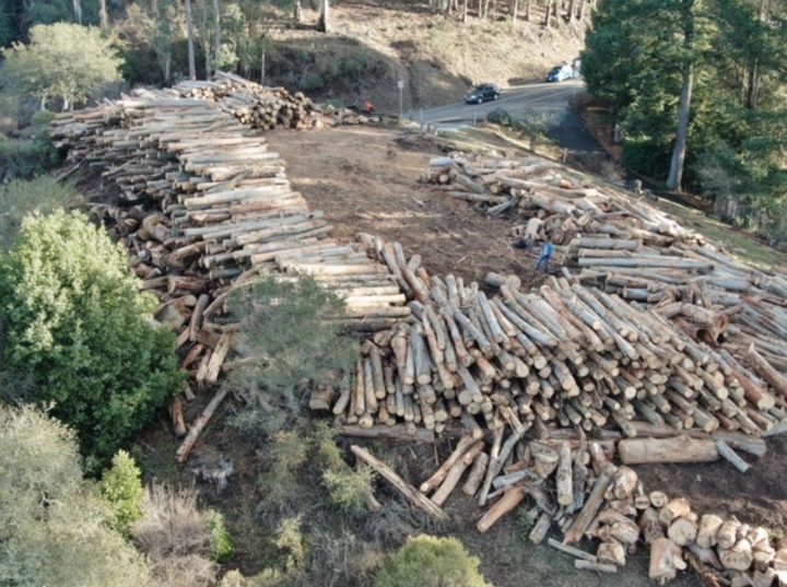Tree Felling in Drought-stricken Areas near UC Berkeley Campus helps reduce the Risk of Fire