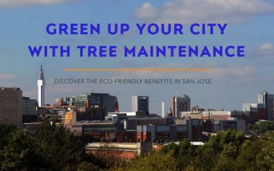 Eco-Friendly Benefits of Tree Maintenance in San Jose