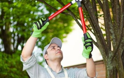 How Does Tree Pruning Help Keep Trees Healthy And Safe?