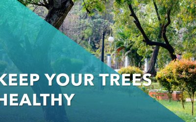 What is The Importance of Regular Tree Maintenance?