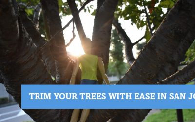 Do I Need a Permit to Get My Tree Trimmed in San Jose?
