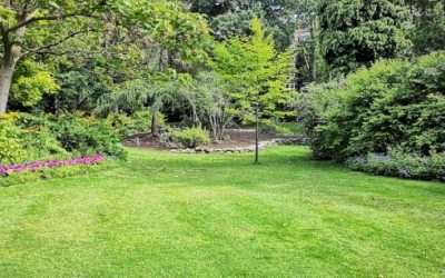 Ways To Repair Your Yard After Removal Of Trees