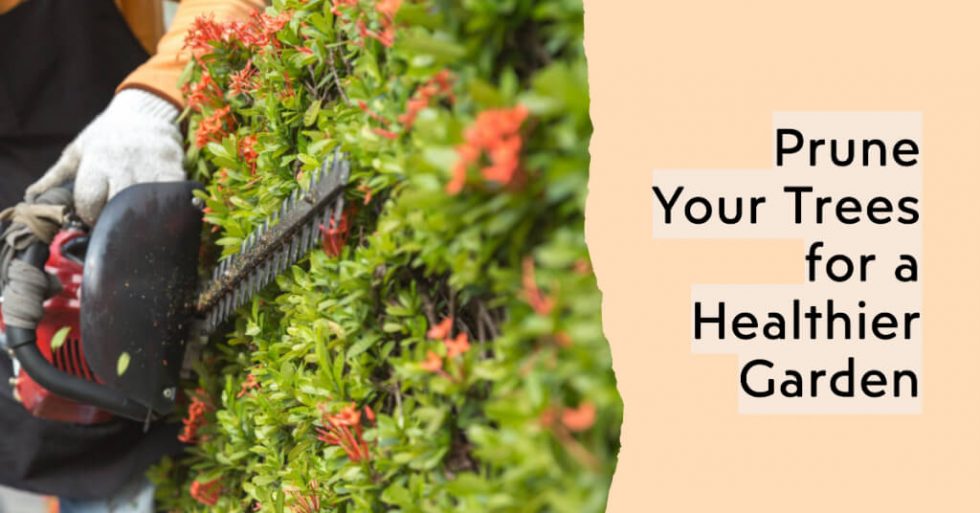 When is The Best Time of Year to Prune Trees in San Jose?