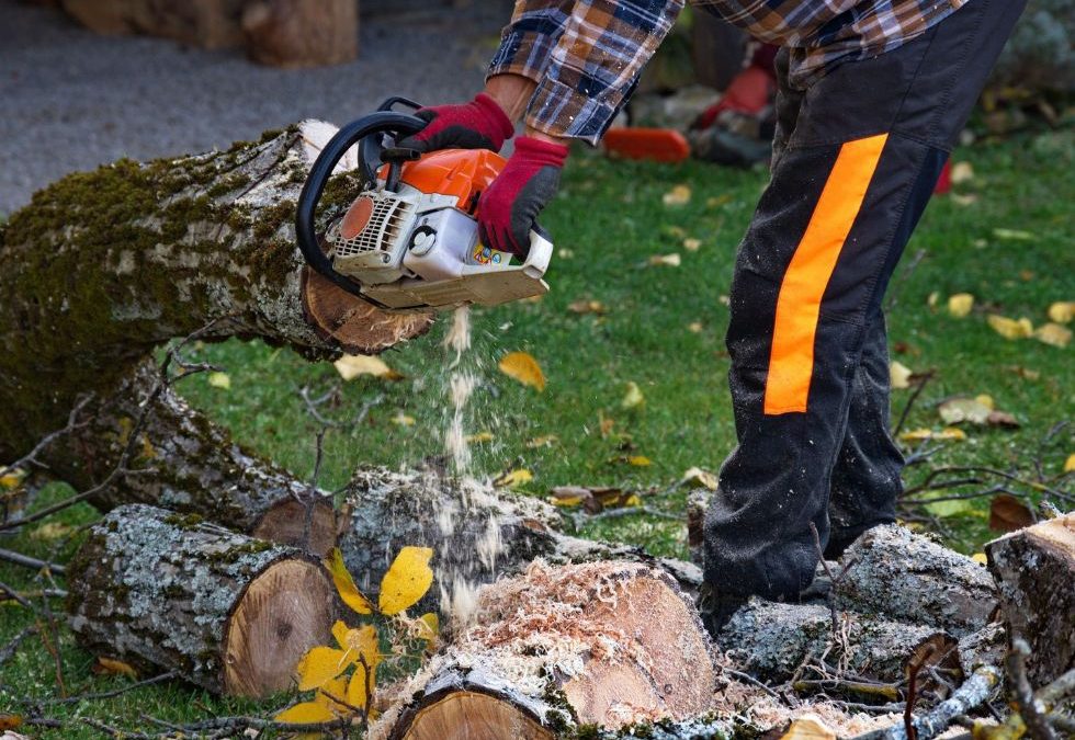 Why Should You Remove Dead Trees from Your Property?