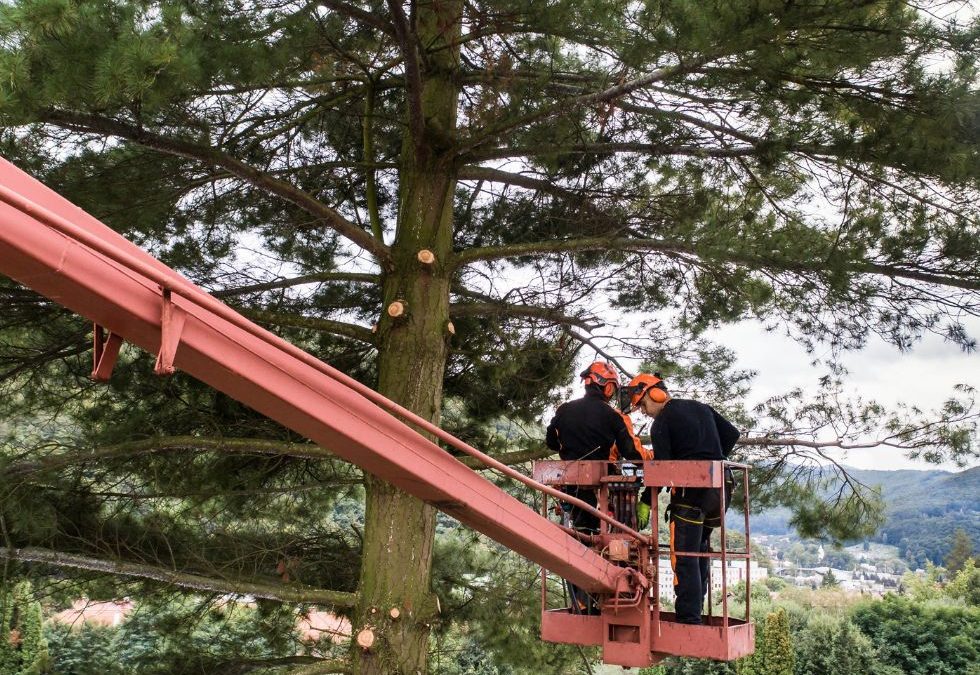 arborist-men-with-chainsaw-and-lifting-platform