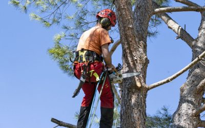 Know About The Dangers When Cutting Tree Roots