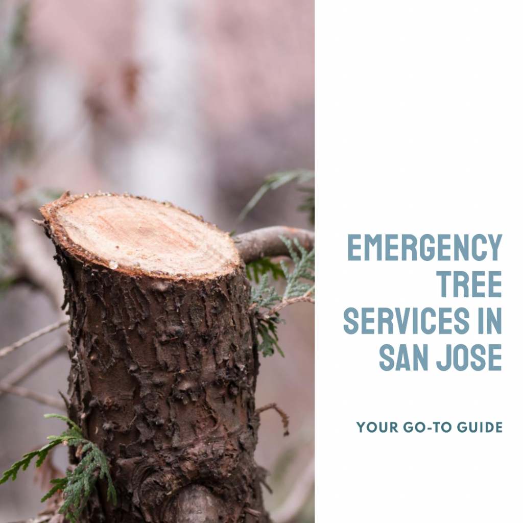 Your Go-To Guide for Emergency Tree Services in San Jose 