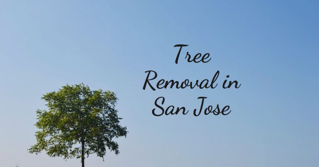 Permit-To-Remove-A-Tree-In-San-Jose