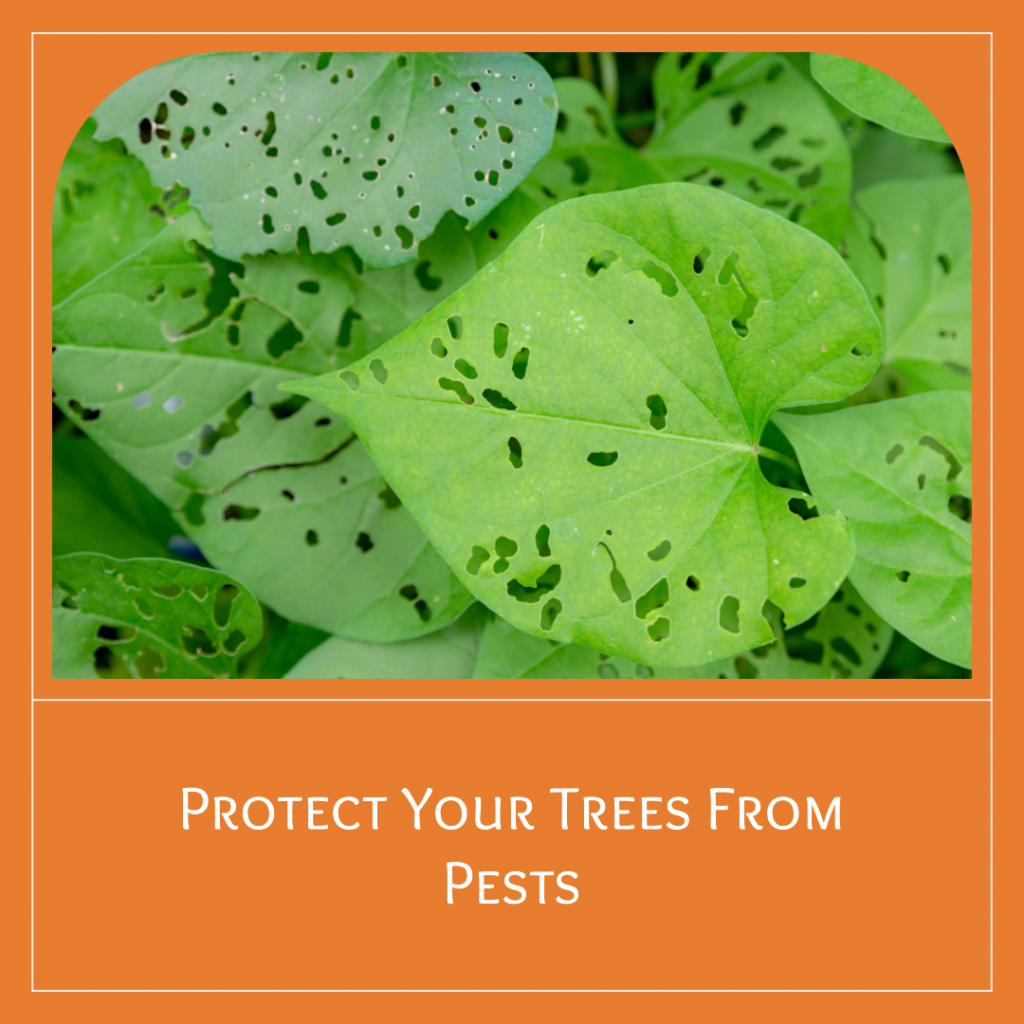 Protect Your Trees from Pests