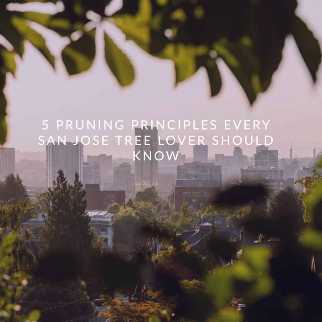 5 Pruning Principles Every San Jose Tree Lover Should Know