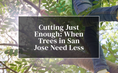 Cutting Just Enough: When Trees in San Jose Need Less