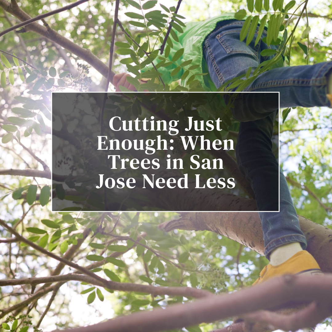 Trimming Trees in San Jose