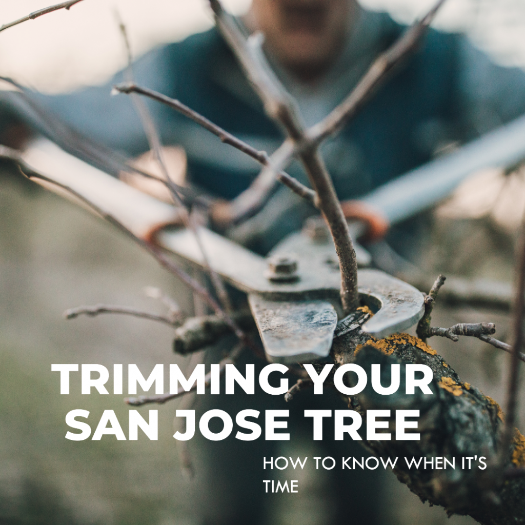 Trimming Your San Jose Tree