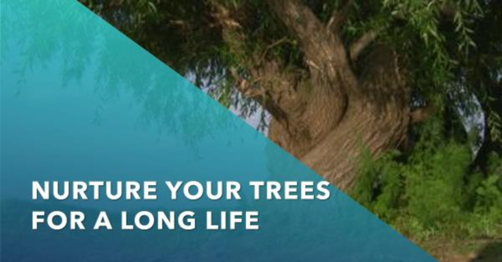 Proper-Tree-Care-Contributes-to-Their-Extended-Lifespan