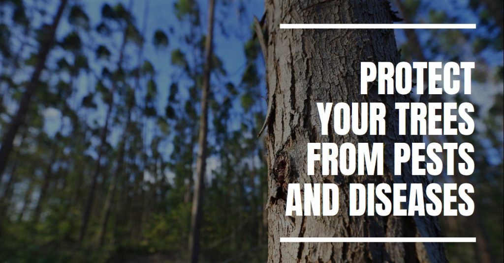 Protect-My-Trees-From-Pests-And-Diseases