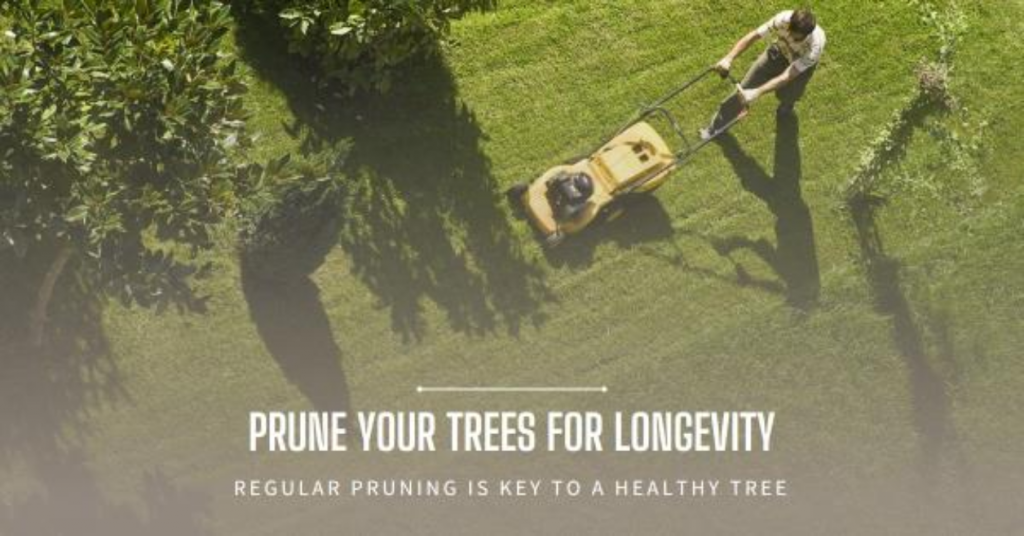 The Importance-of-Regular-Pruning-Boosting-Tree-Longevity