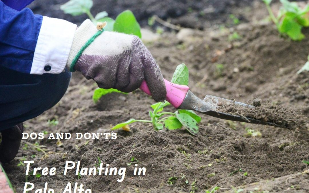 Do's and Don'ts of Tree Planting in Palo Alto