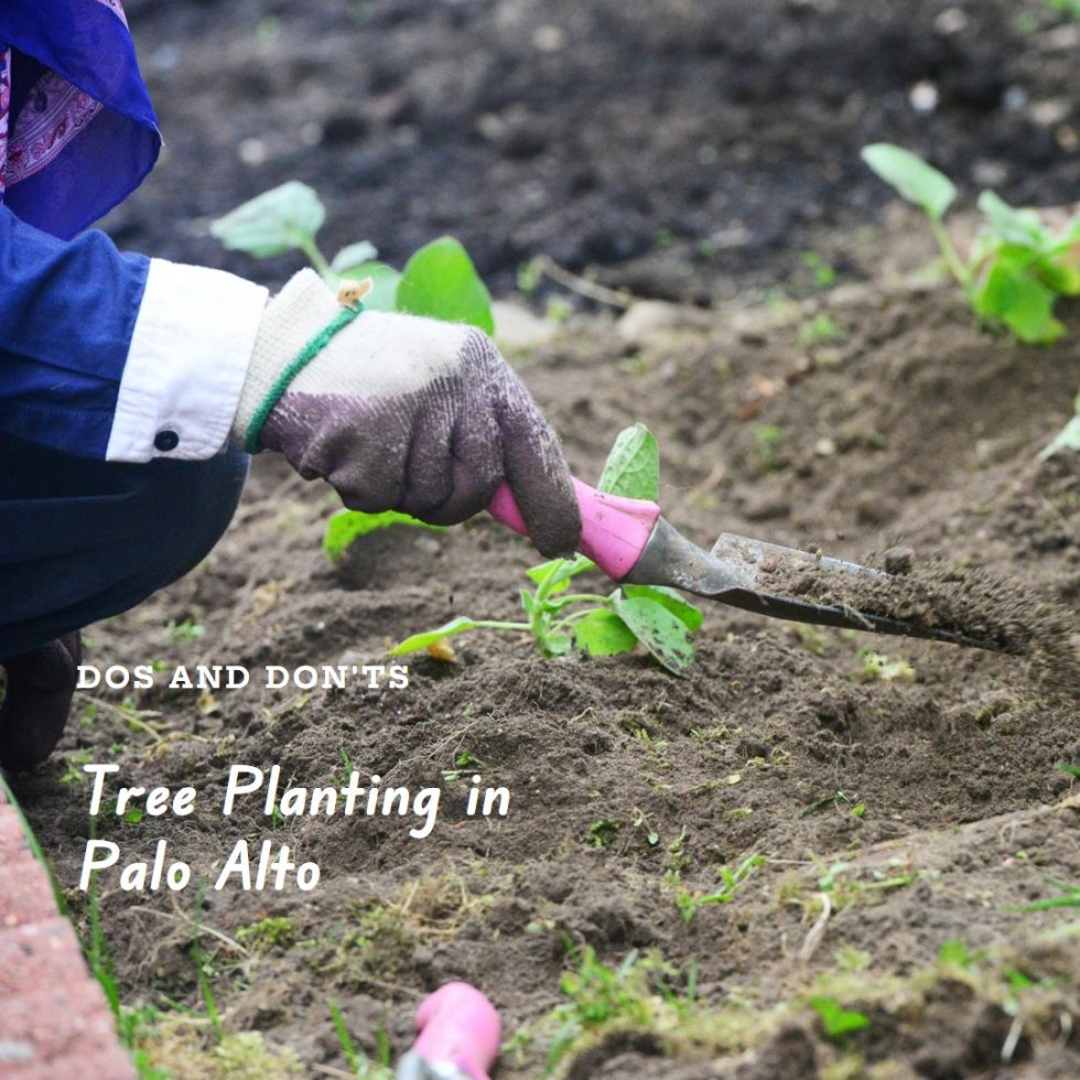 The Do's and Don'ts of Tree Planting in Palo Alto Bayarea Tree Specialist