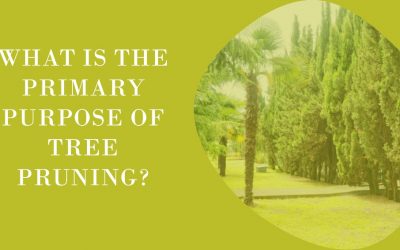 What Is The Primary Purpose of Tree Pruning?