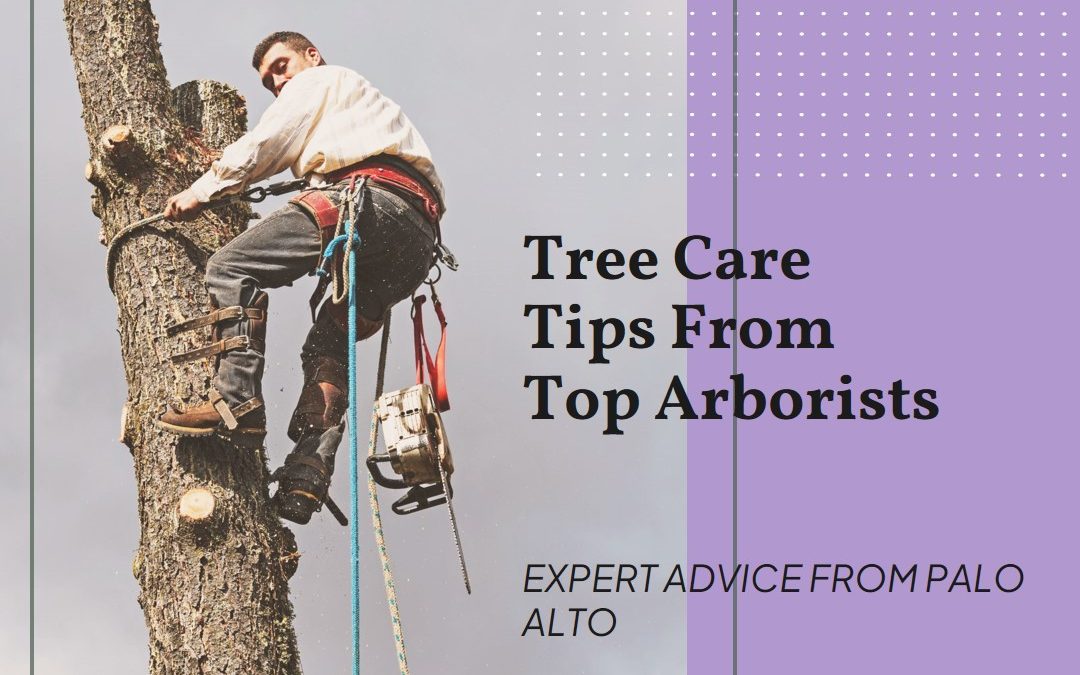Tree-Care-Tips-from-Palo-Alto's-Top-Arborists