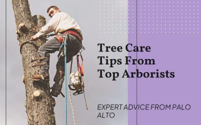 Tree Care Tips from Palo Alto’s Top Arborists
