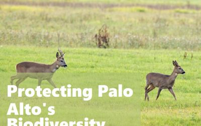 Tree Removal and Wildlife: Protecting Palo Alto’s Biodiversity