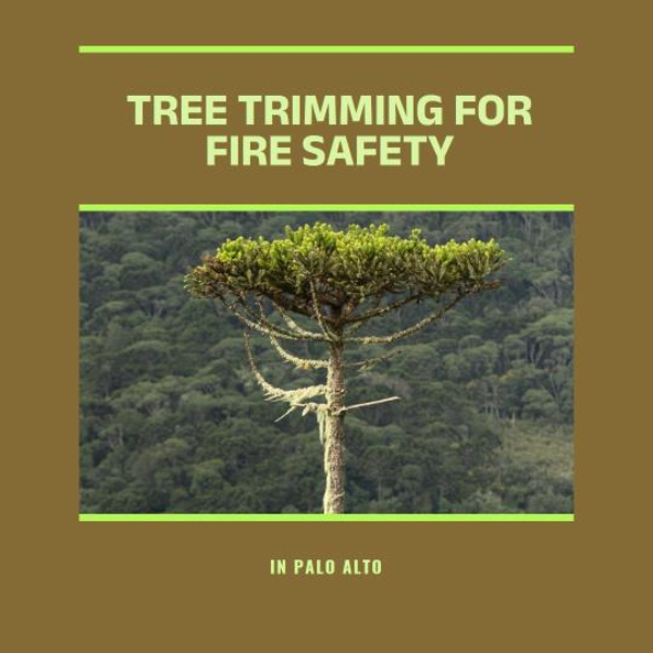Tree-Trimming-for-Fire-Safety-in-Palo-Alto