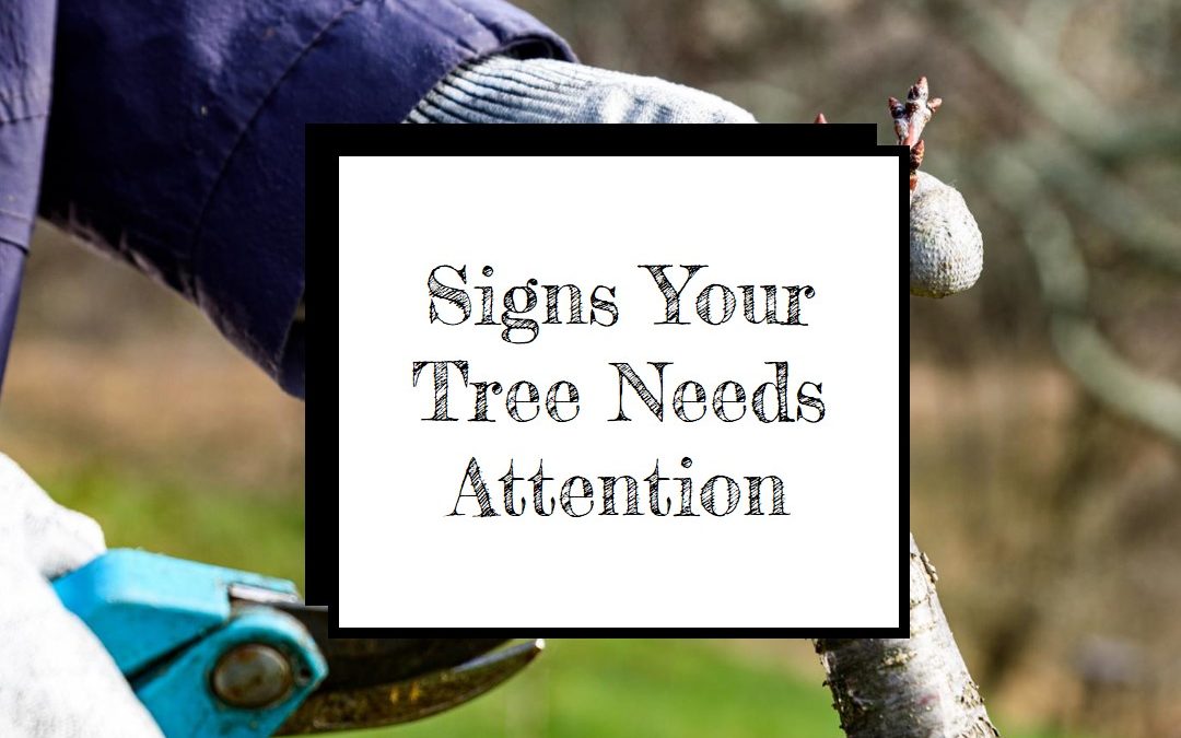 Tree-Needs-Immediate-Attention