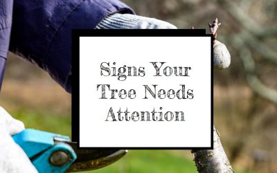 8 Signs Your Tree Needs Immediate Attention