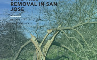 Safety Protocols for Tree Removal in San Jose