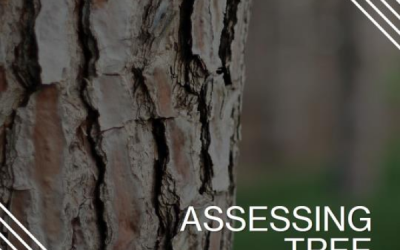 How Do Certified Arborists Assess Tree Health
