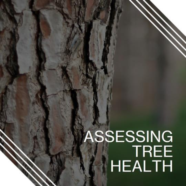 Certified-Arborists-Assess-Tree-Health