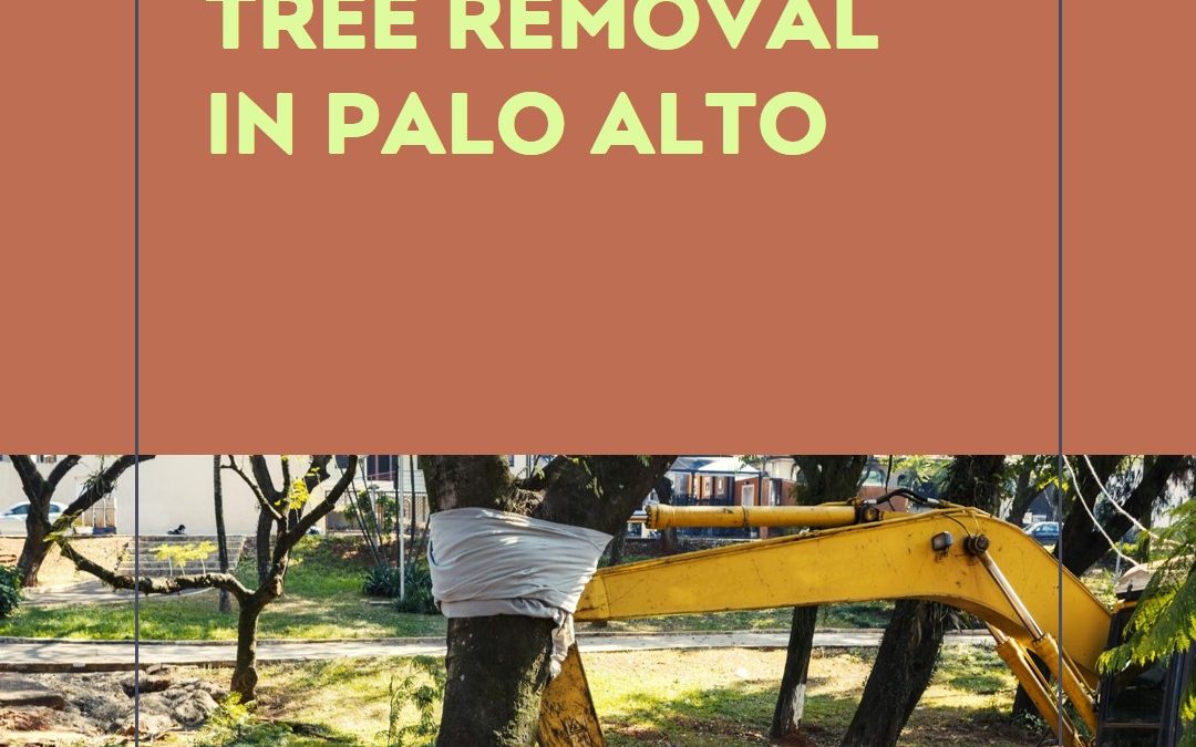 Tree-Removal-in-Palo-Alto