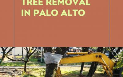 Things to Do Before and After Tree Removal in Palo Alto