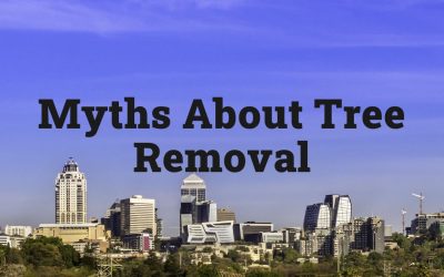 Debunking Myths About Tree Removal in San Jose