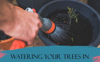 How Often Should You Water Your Trees in San Jose?