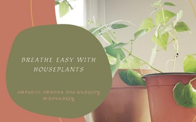 Can Houseplants Improve Indoor Air Quality?