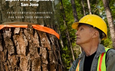 How Do Certified Arborists in San Jose Diagnose Tree Problems?