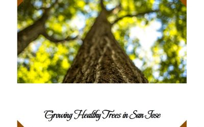 How Can I Ensure Consistent Growth for My Trees in San Jose?