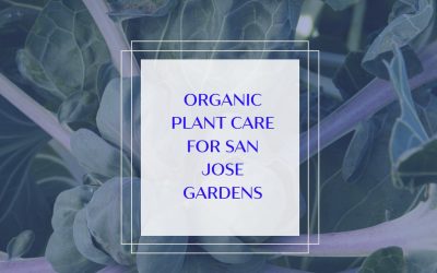 Is Organic Plant Care the Best Choice for San Jose Gardens?
