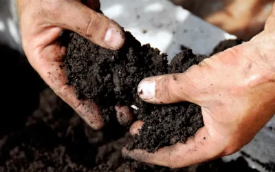 How to Help Tree Soil Breathe