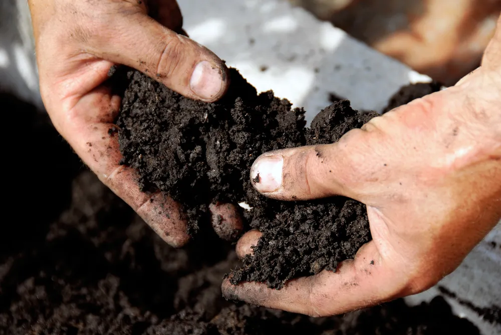 Soil Aeration - Bay Area Tree Specialists