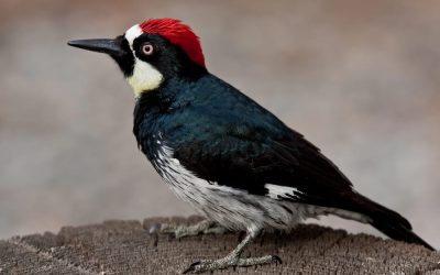 Which Birds Are Harming Trees in San Jose?