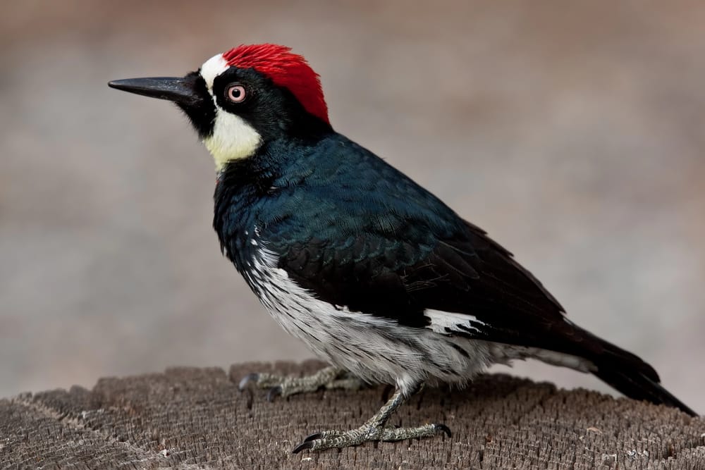 which-birds-cause-harm-to-trees-in-san-jose-ca