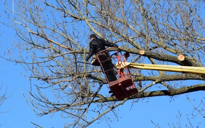 Winter Tree Prep in San Jose: Catch Problems Before the Storms Do