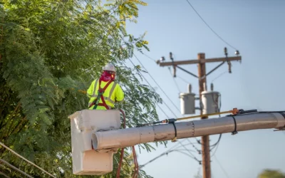 Importance of Proactive Tree Care