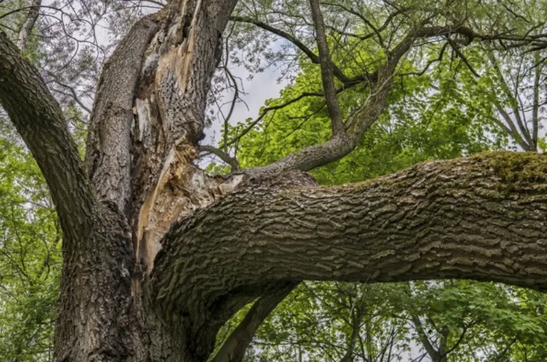 Sudden Branch Drop san jose