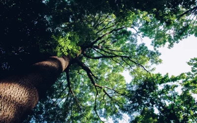 “Tree Care for Spring Season”